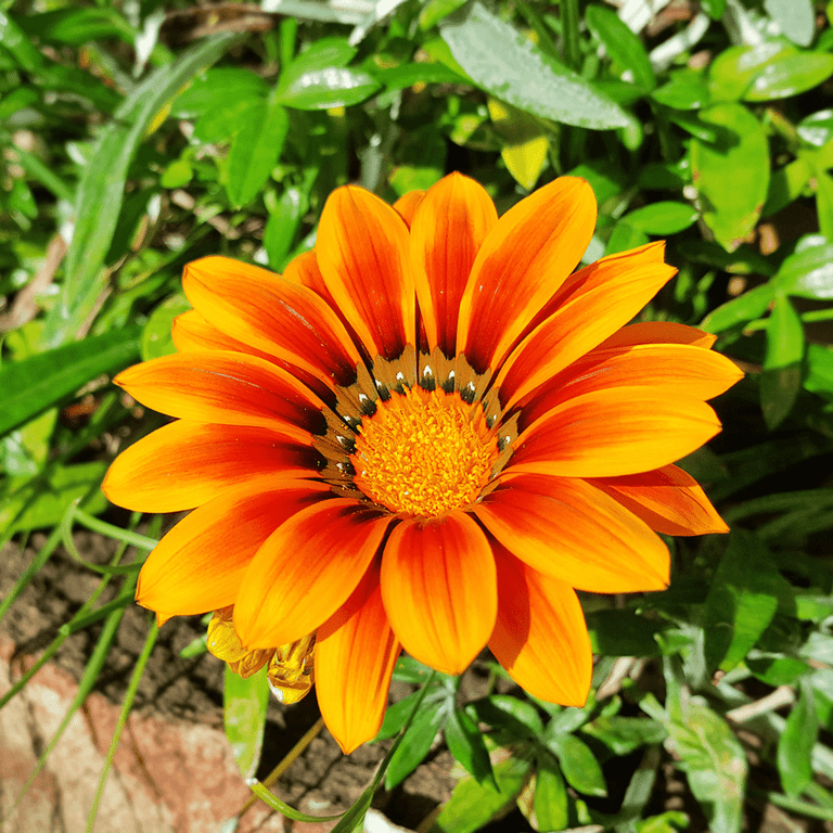 תמונה של פרחים צבעוניים וצמחי תבלין כמו בזיליקום, רוזמרין ונענע, מציגים את יופיים בגינה או במרפסת