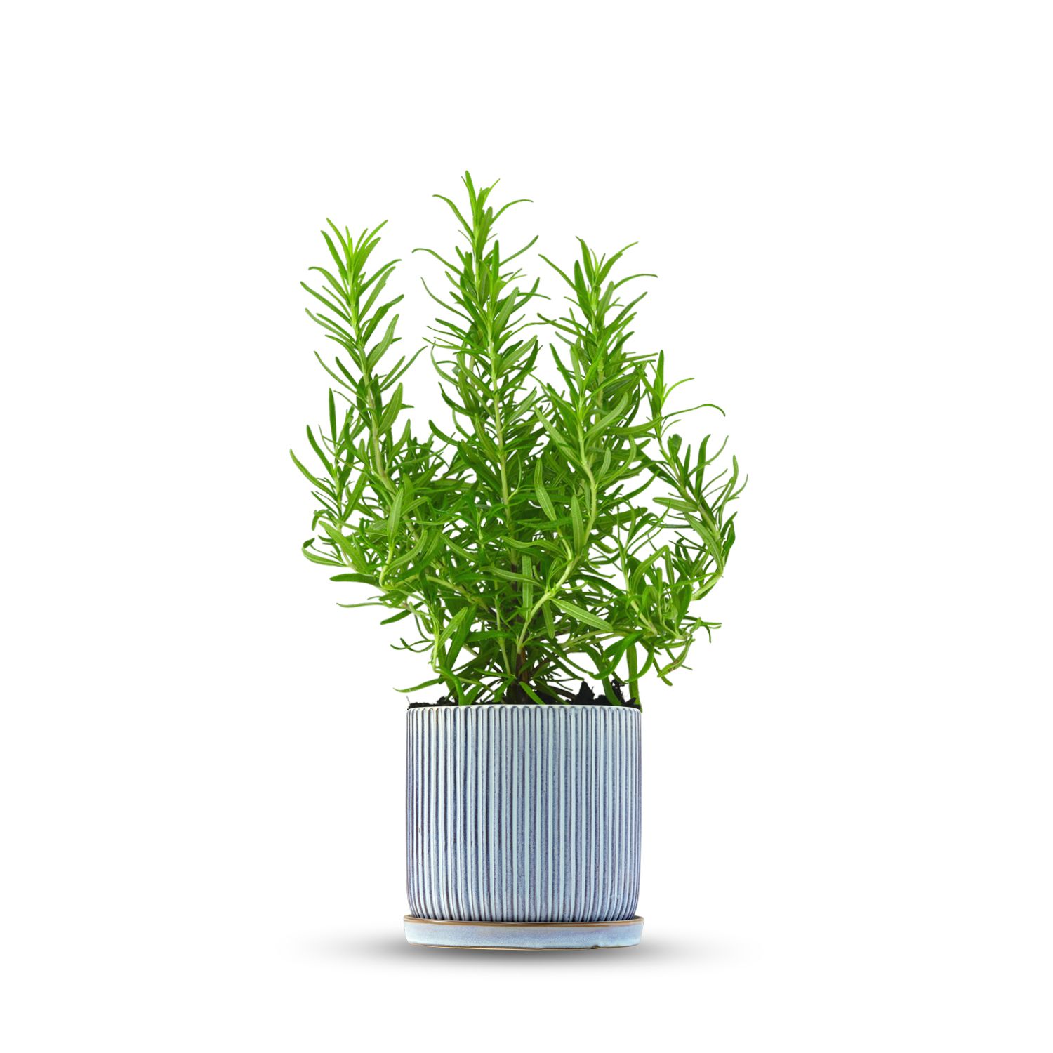 כלי כחול שמיים