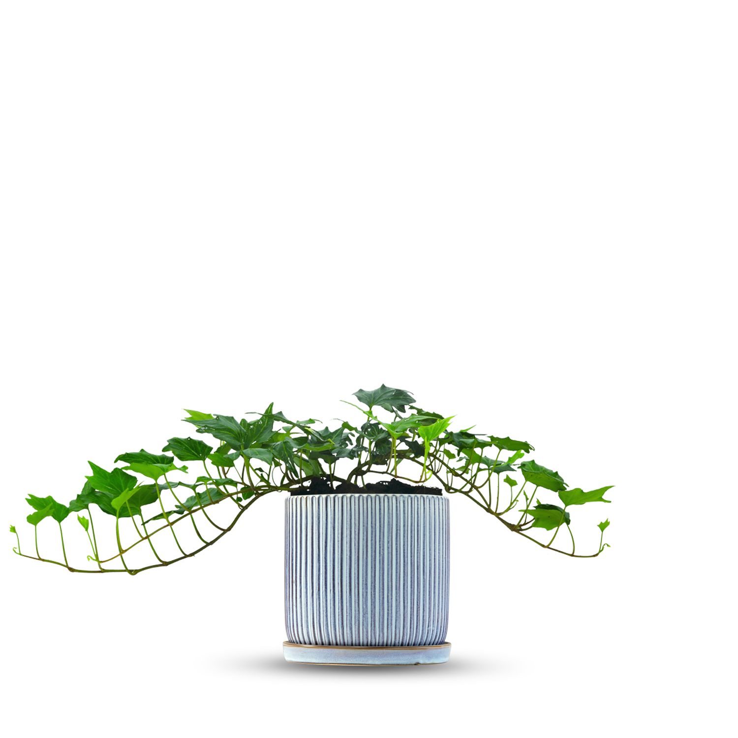 כלי כחול שמיים