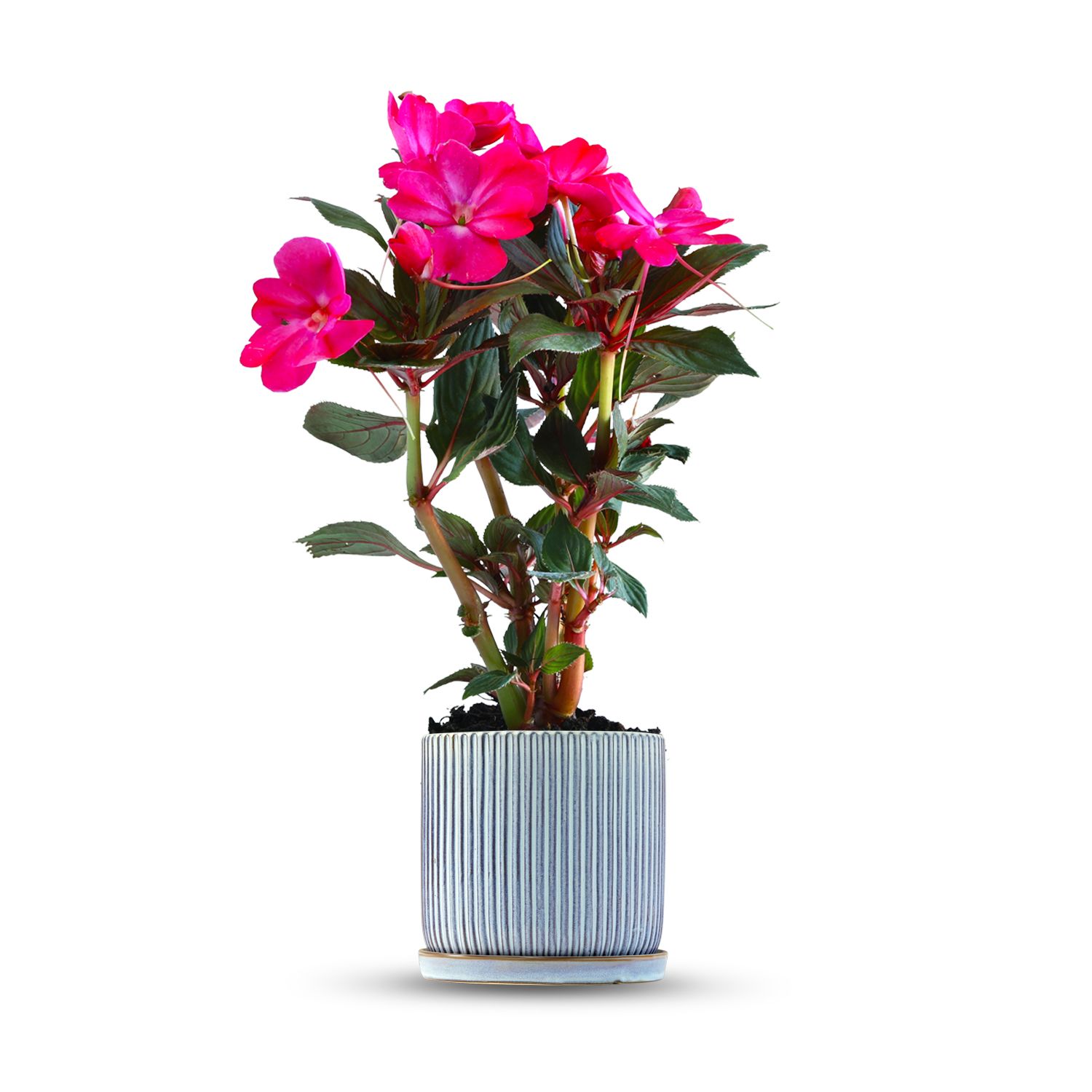 כלי כחול שמיים