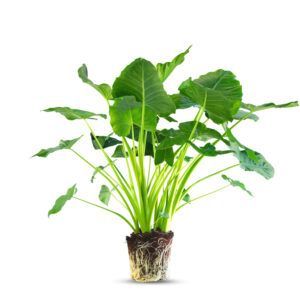 צמח אוזן פיל עם עלים גדולים ורחבים בצבע ירוק כהה | צמח בית טרופי בעל עלווה מרשימה