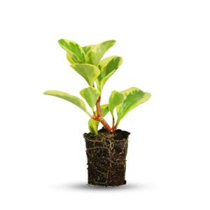 צמח פפרומיה עם עלים ירוקים מבריקים | צמח בית קומפקטי וקל לטיפול