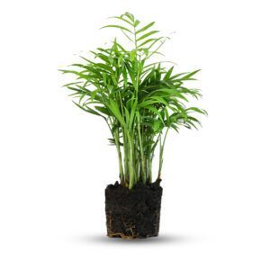 צמח דקל חמדוריאה עם עלים ירוקים עדינים וארוכים | צמח בית טרופי המתאים לחללים פנימיים