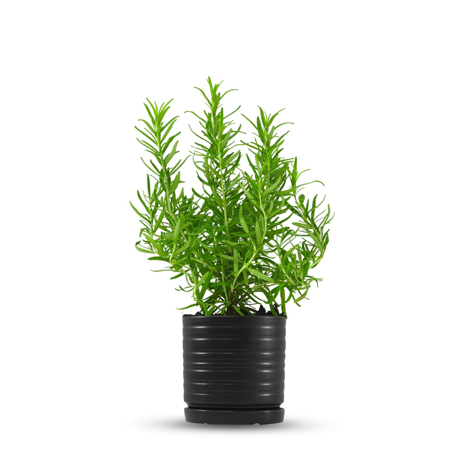 כלי שחור פסים