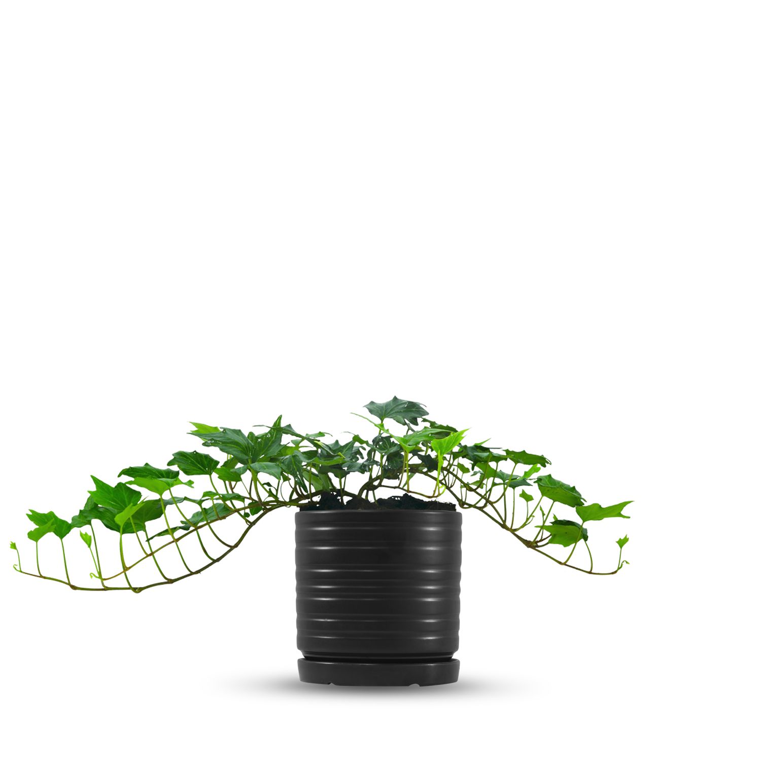 כלי שחור פסים