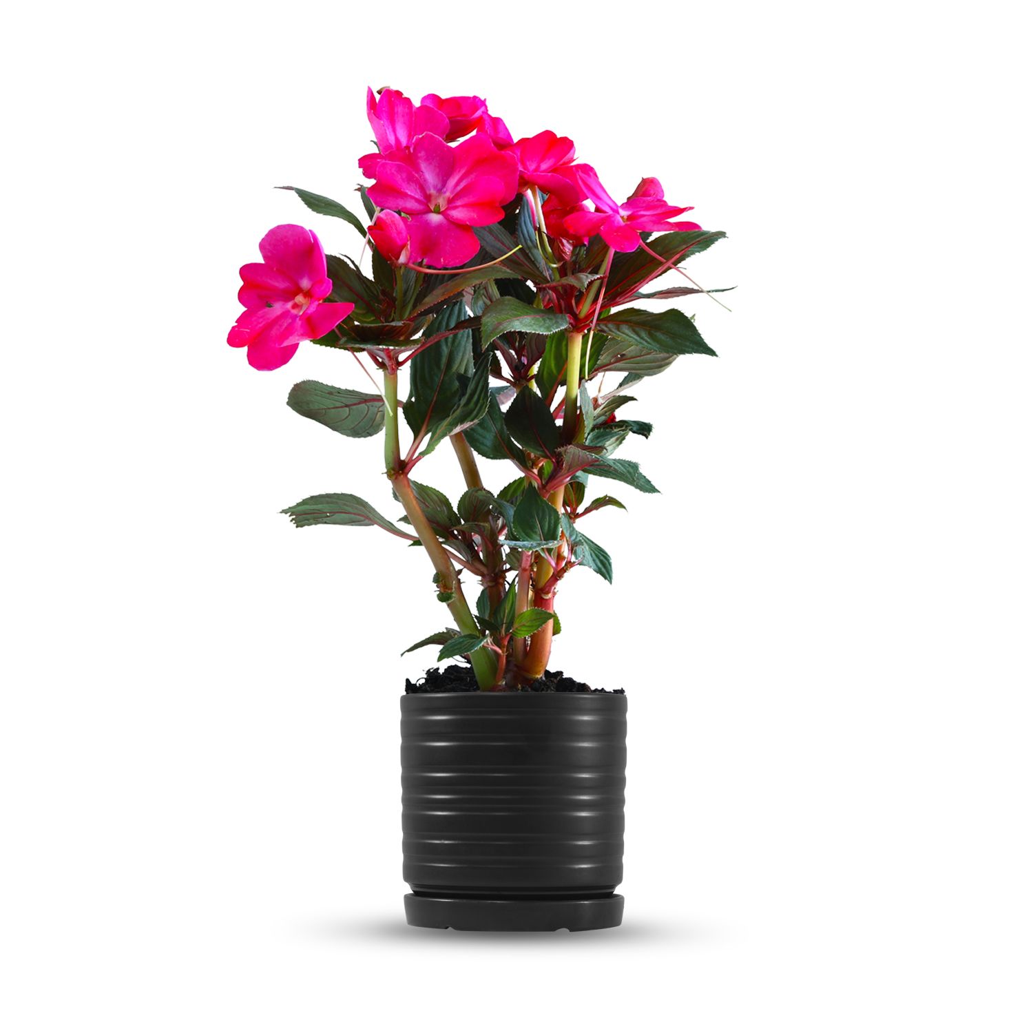 כלי שחור פסים