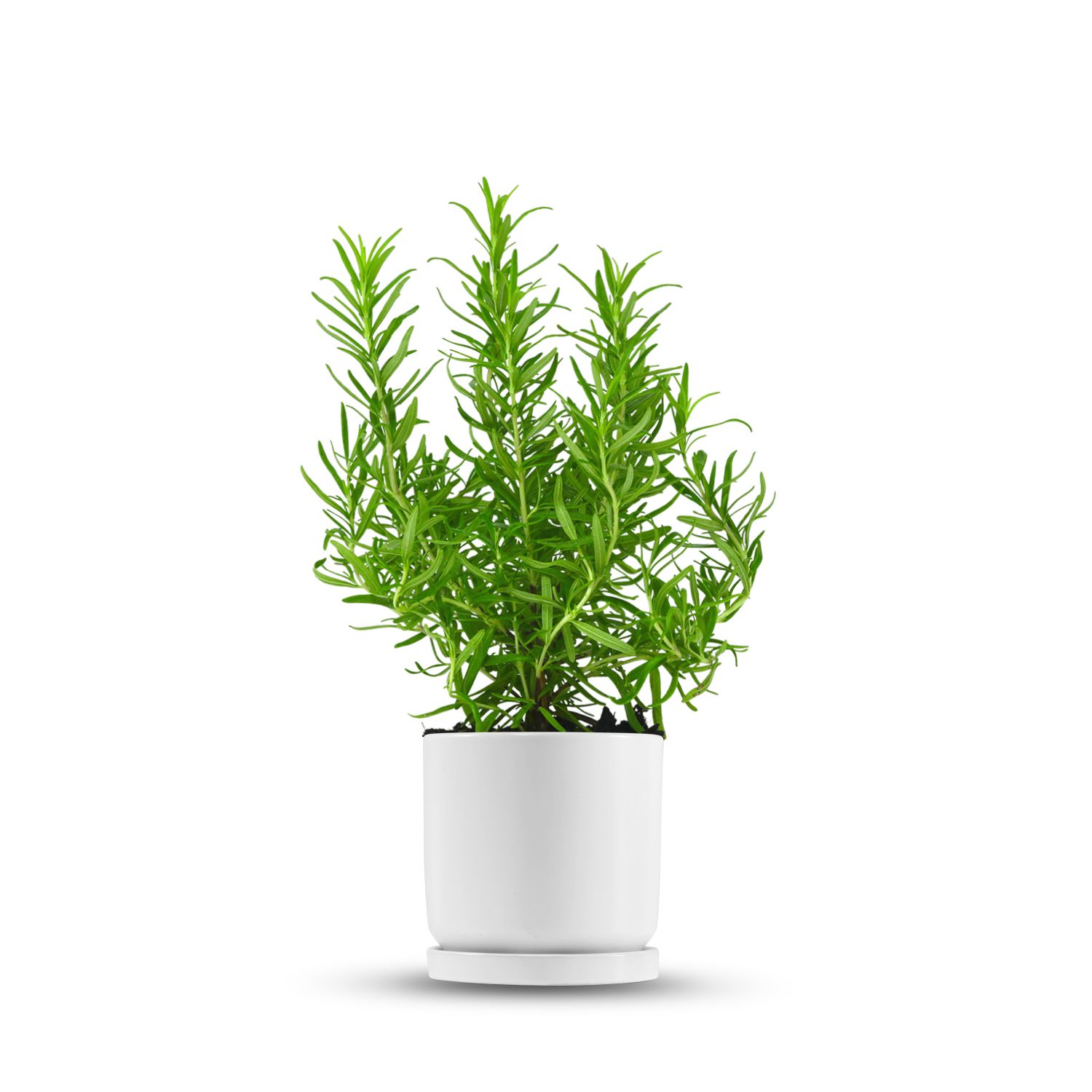 כלי לבן חלק