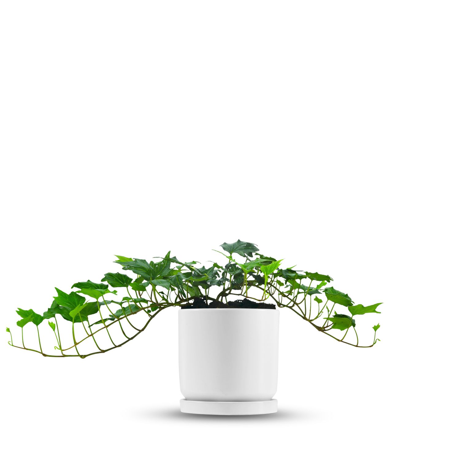 כלי לבן חלק