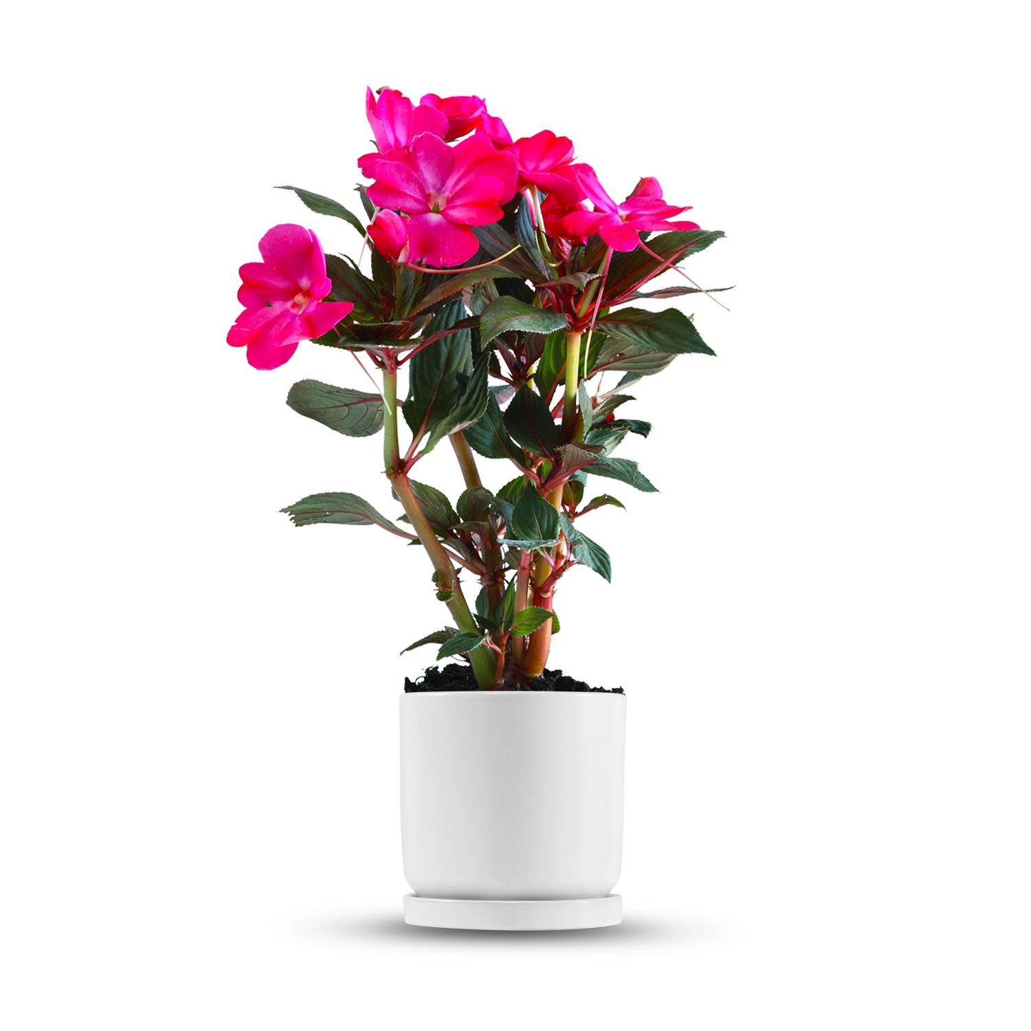 כלי לבן חלק