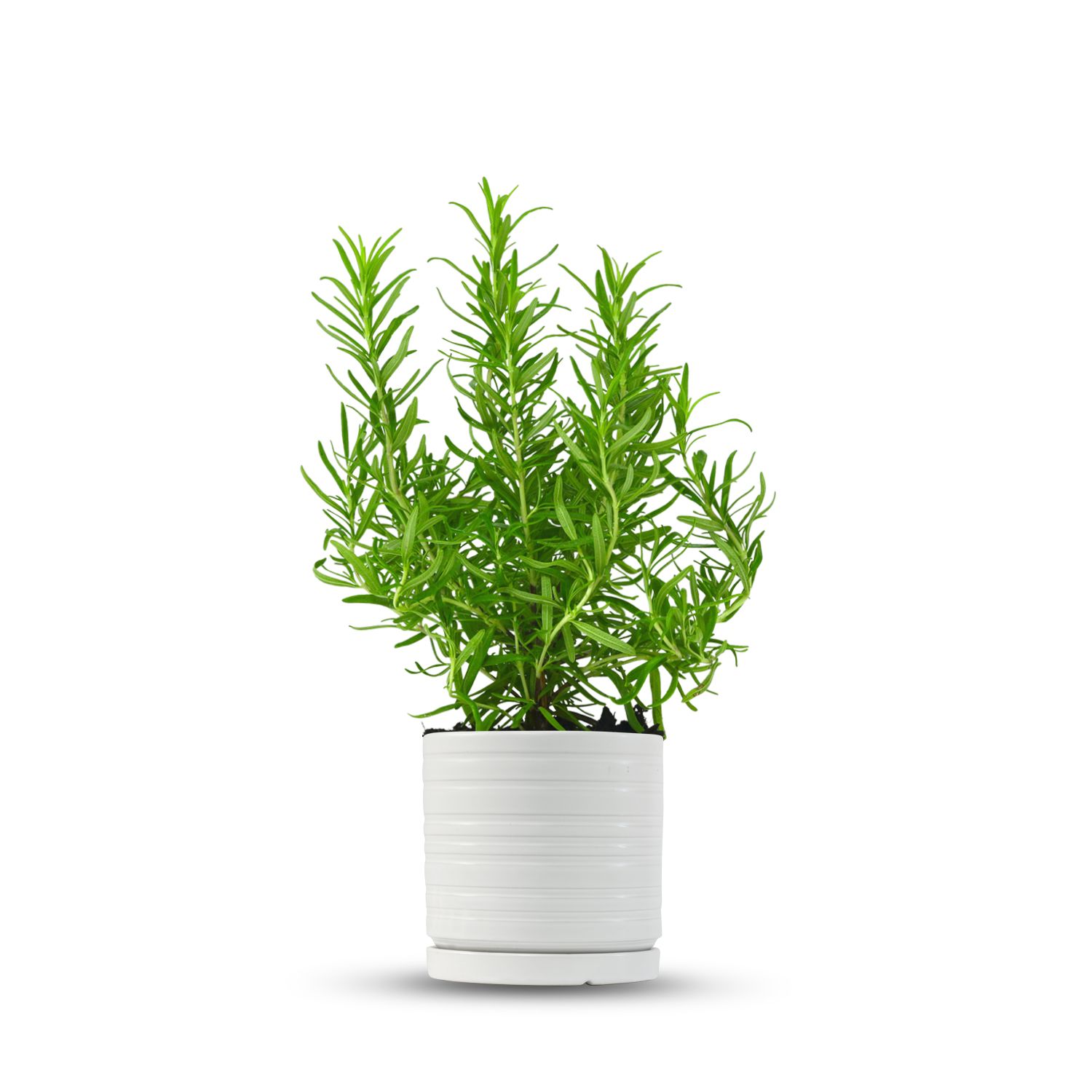 כלי לבן פסים