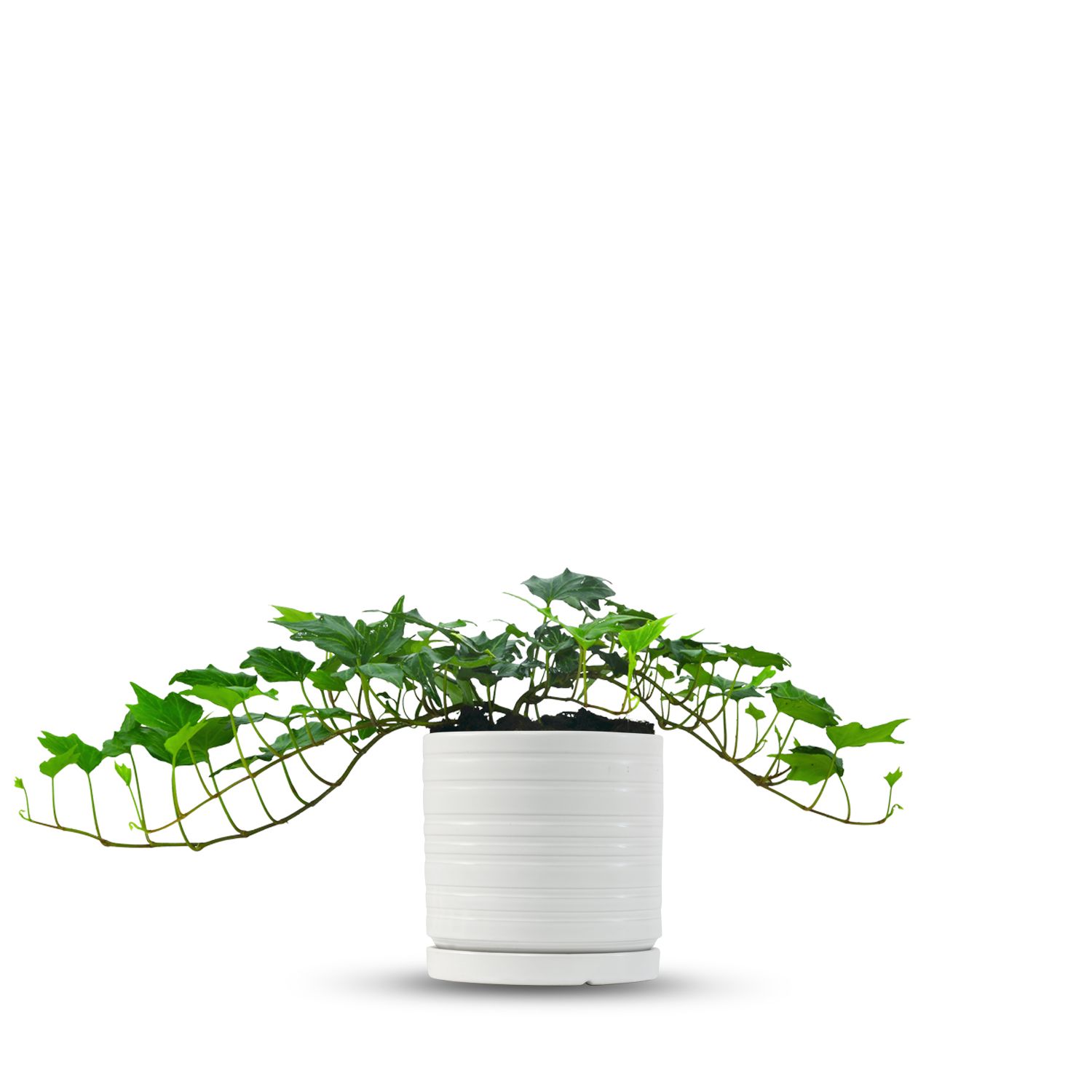 כלי לבן פסים