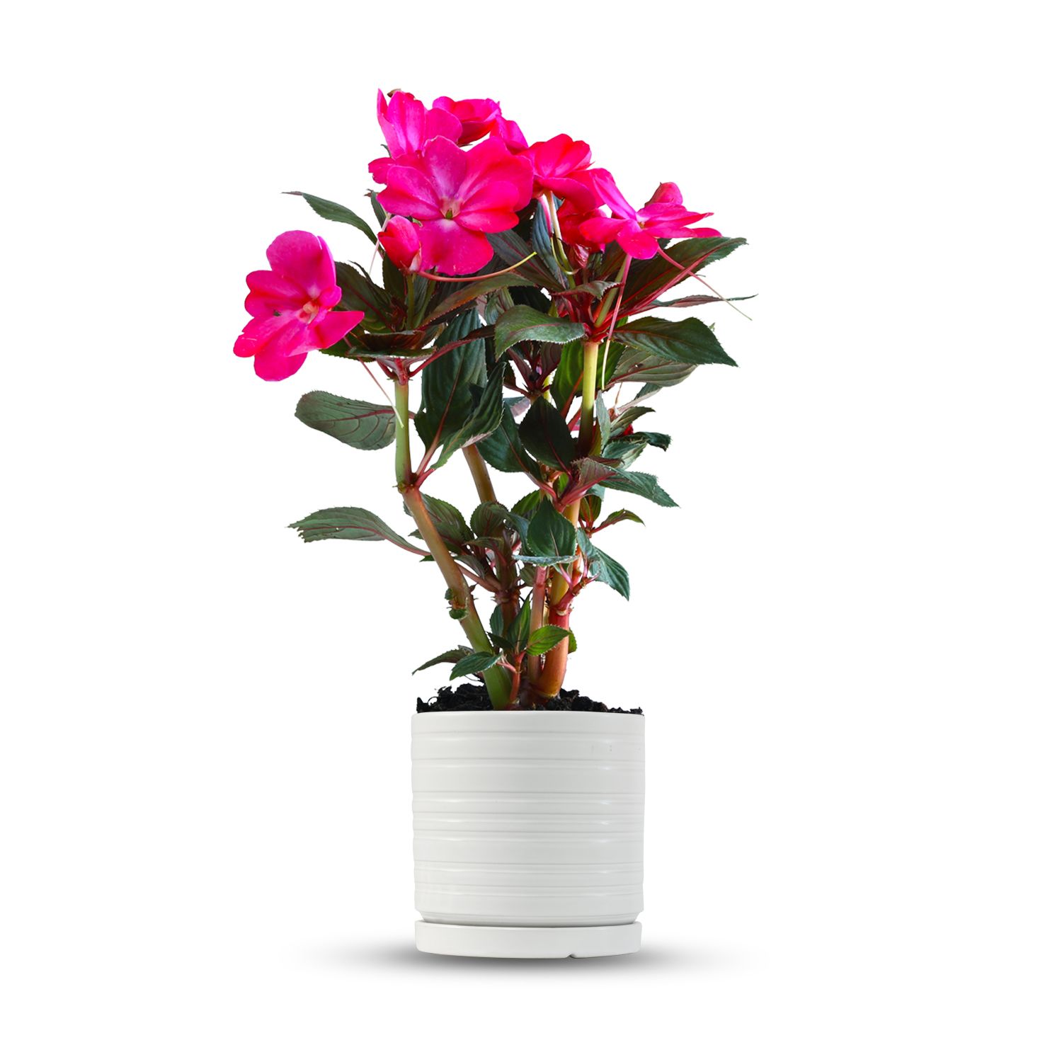 כלי לבן פסים