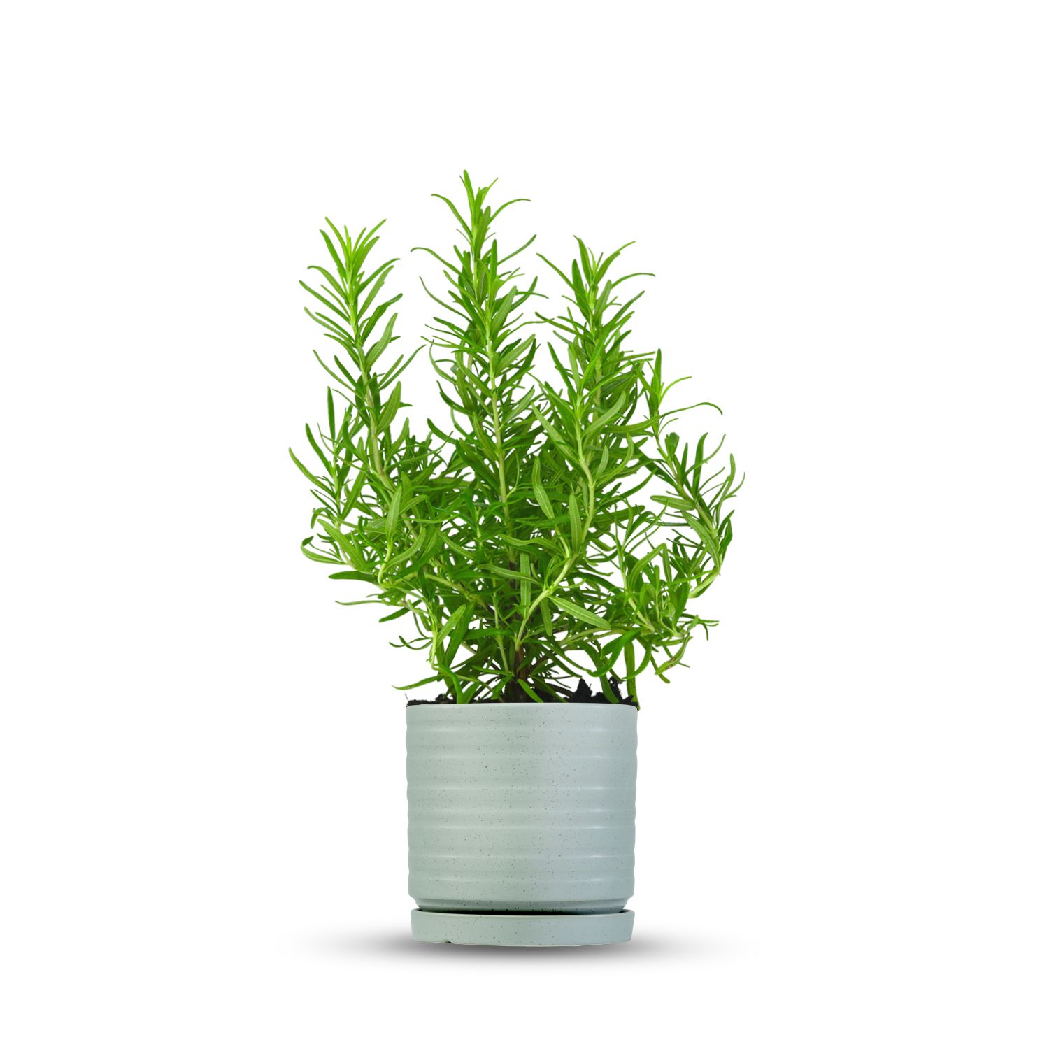 כלי ירוק בהיר נקודות-פסים