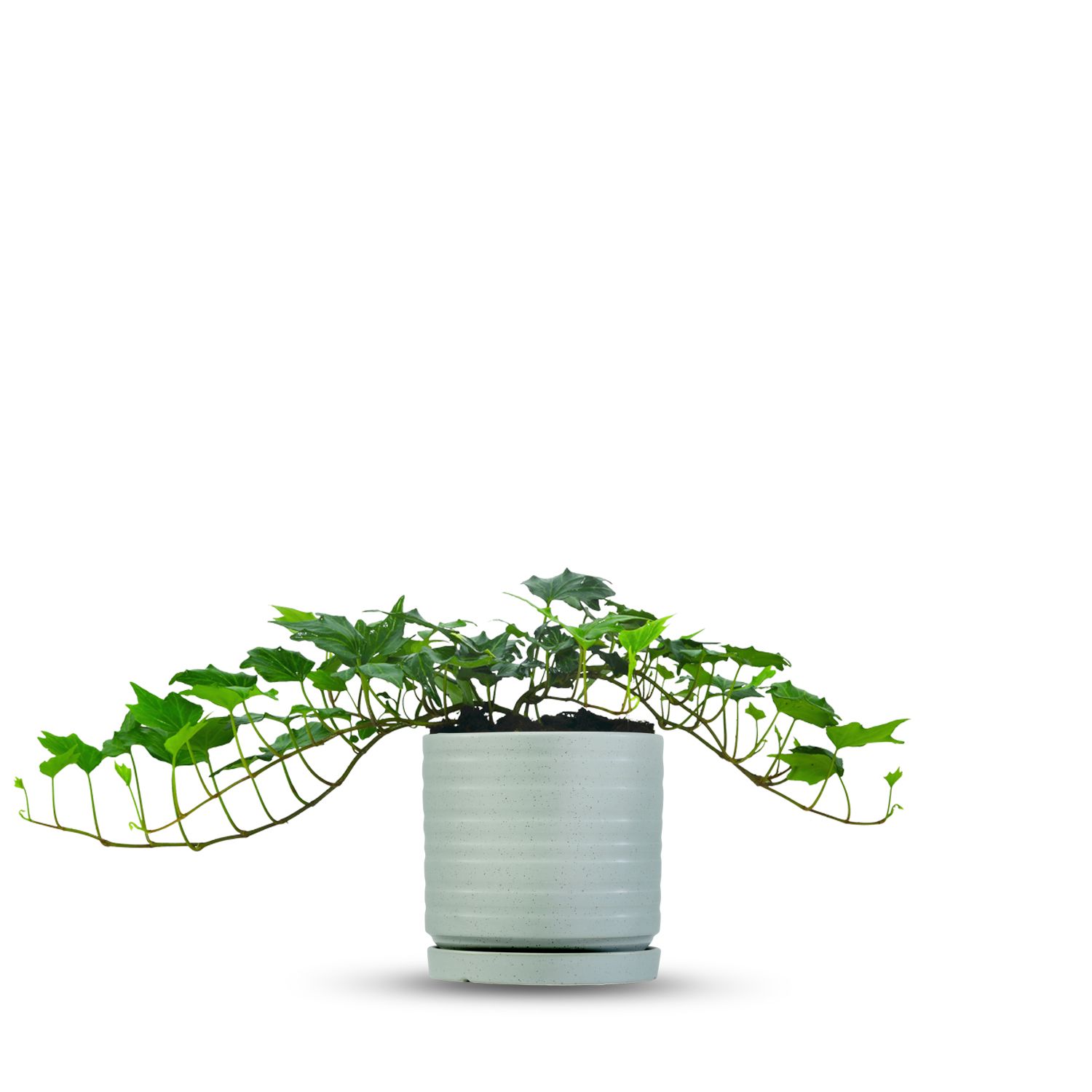 כלי ירוק בהיר נקודות-פסים