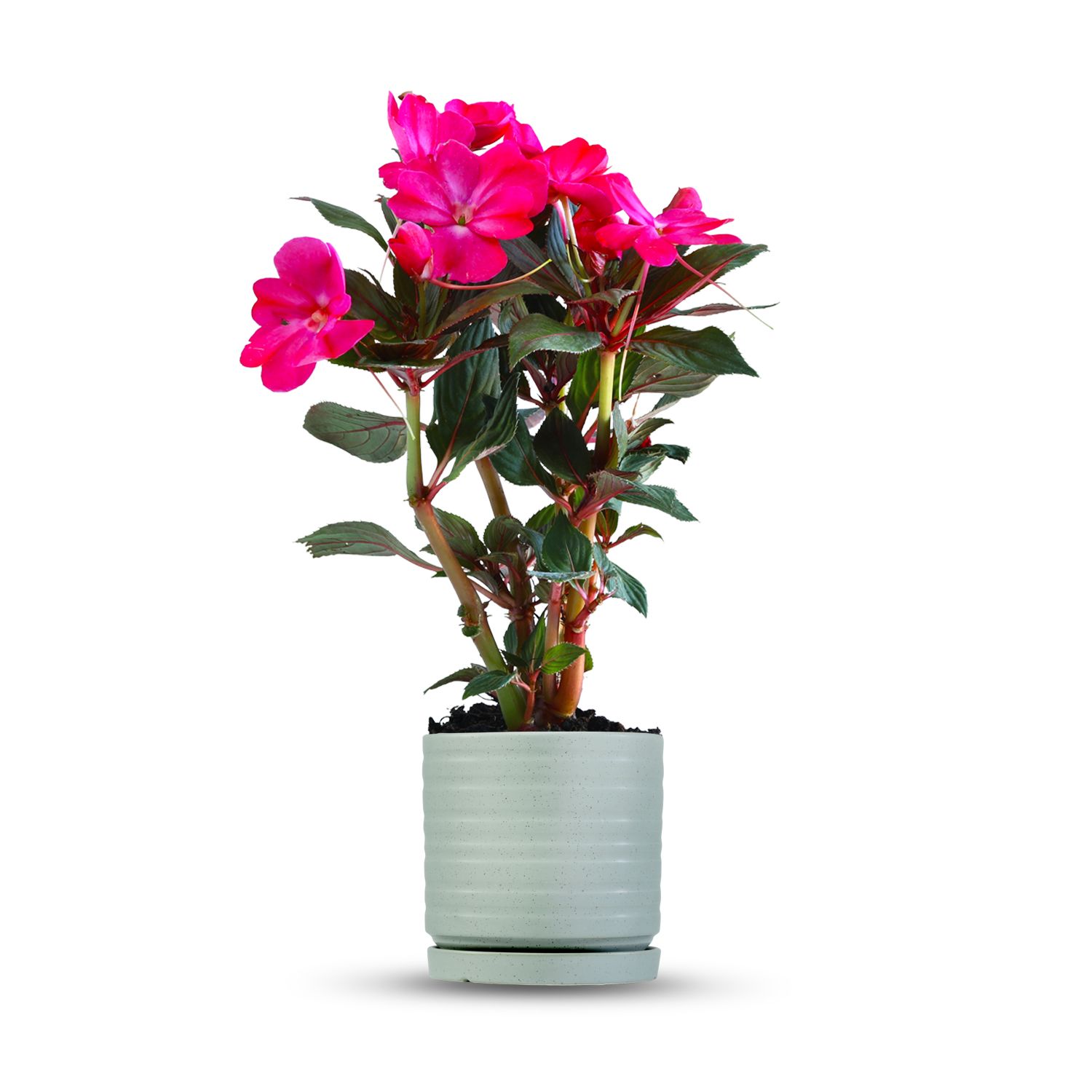 כלי ירוק בהיר נקודות-פסים