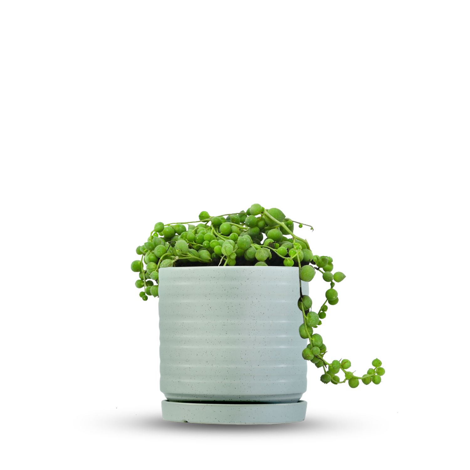 כלי ירוק בהיר נקודות-פסים