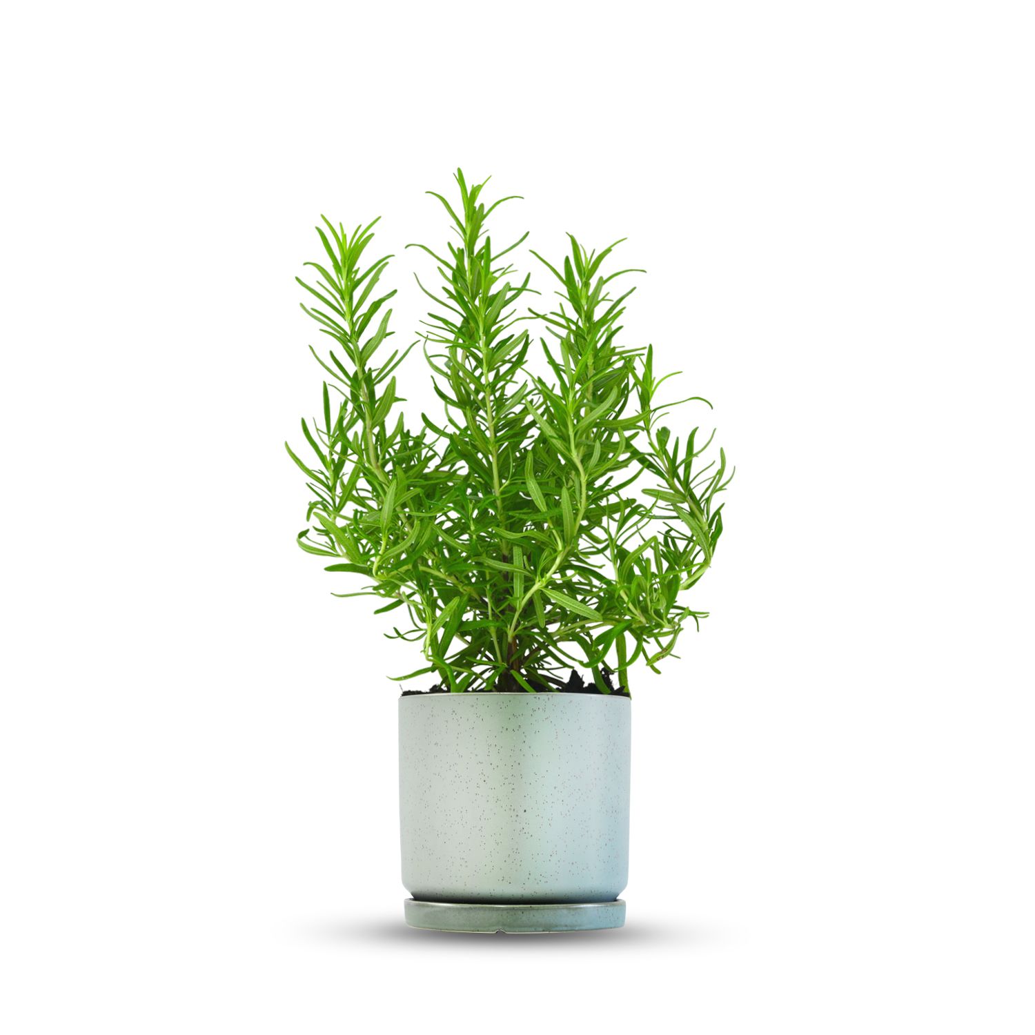 כלי ירוק בהיר נקודות