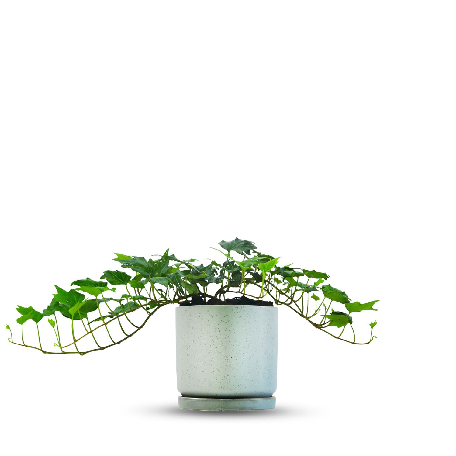 כלי ירוק בהיר נקודות