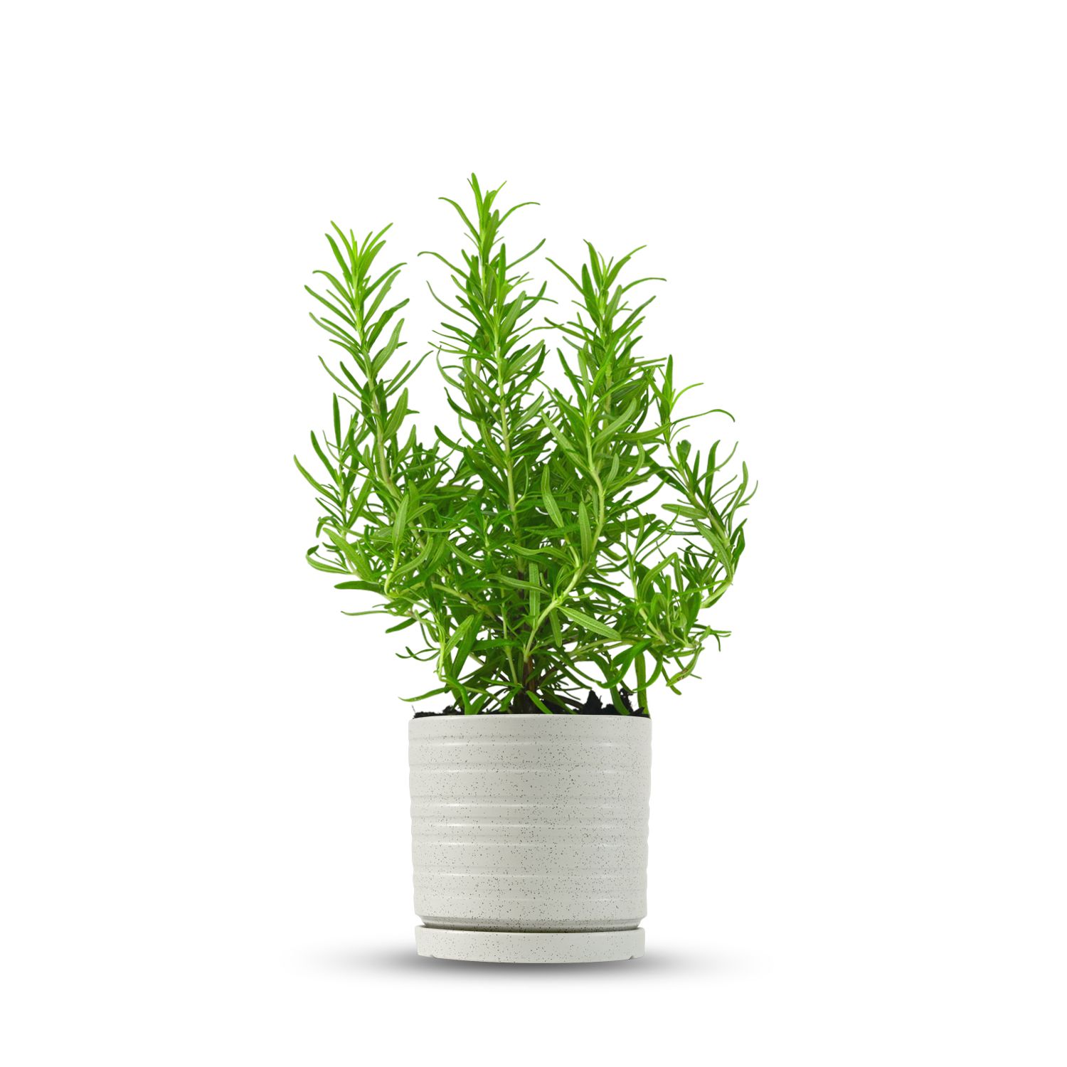 כלי שמנת נקודות