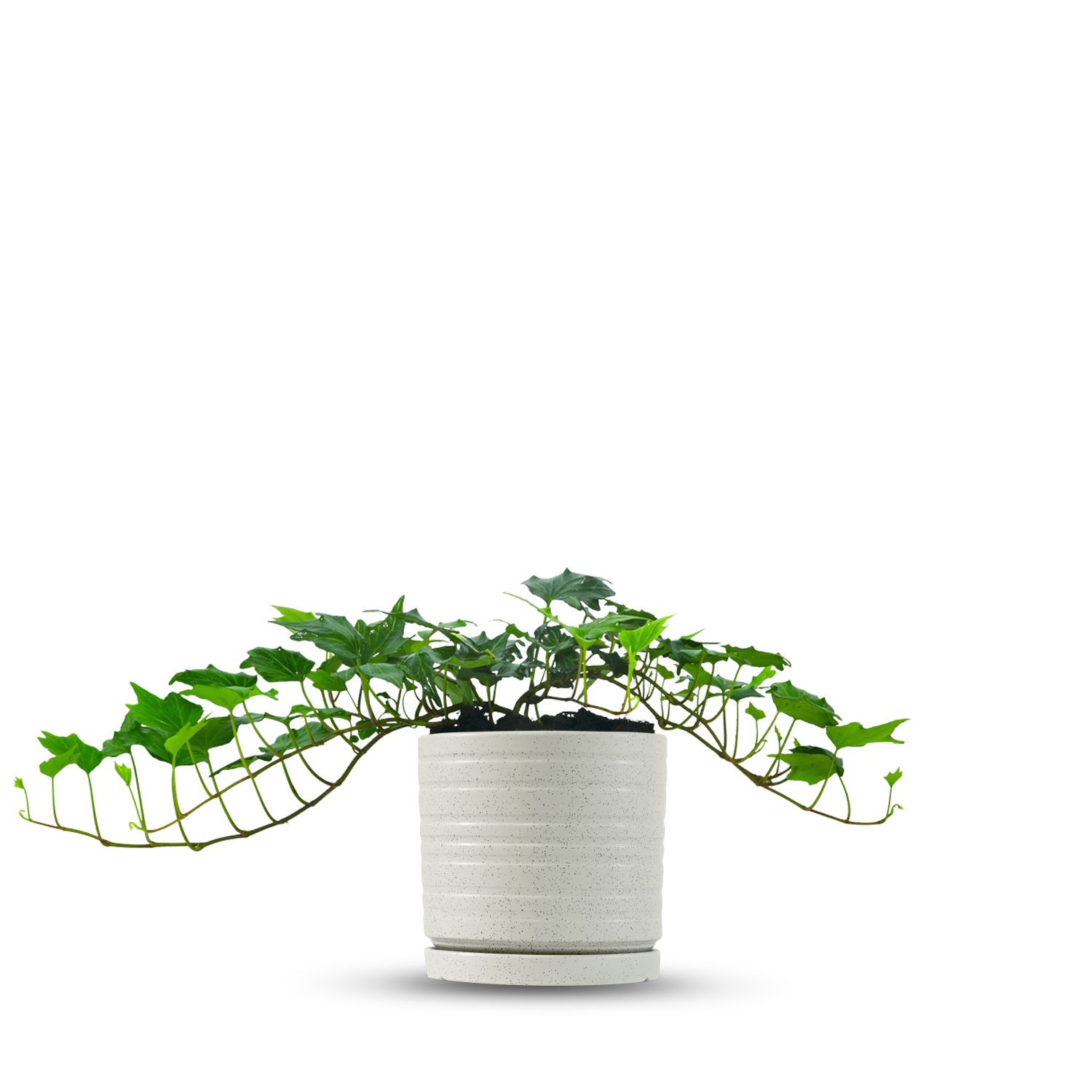 כלי שמנת נקודות