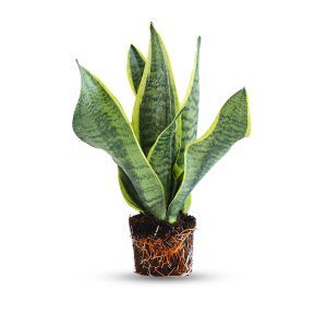 צמח סנסיווריה ירוק עם עלים זקופים וחדים בתוך כלי דקורטיבי | צמח בית עמיד ופופולרי