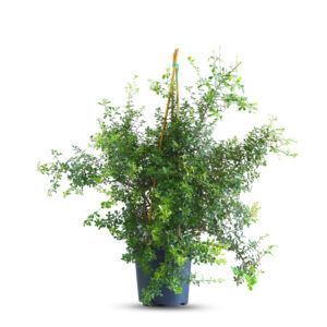 צמח אוג חרוק עם עלים ירוקים מבריקים ושוליים משוננים | צמח נוי עמיד המתאים לגידול בגינה ובאזורי נוף טבעי