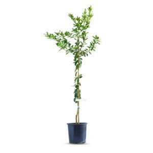 צמח לימון סיני עם פירות קטנים בצבע צהוב ועלים ירוקים מבריקים | עץ פרי הדר ייחודי המתאים לגידול בגינה ובכלי