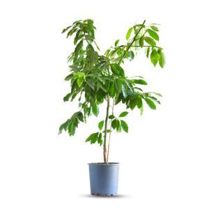 עץ אבוקדו מזן אטינגר עם עלים ירוקים ופירות אבוקדו בינוניים | עץ פרי טרופי המתאים לגידול בגינה להנבת פירות עשירים ומזינים