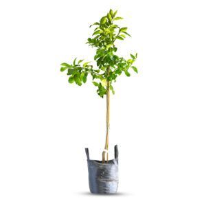 עץ לימון יוריקה עם פירות לימון צהובים ועלים ירוקים כהים | עץ פרי הדר פופולרי לגידול בגינה, מניב לימונים עסיסיים לאורך כל השנה