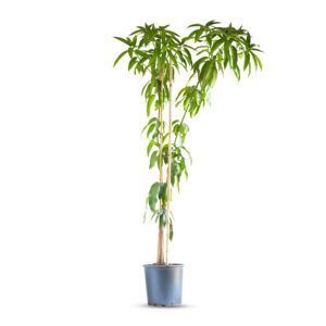 עץ מנגו מאיה עם פירות מנגו בצבע כתום-אדום ועלים ירוקים מבריקים | עץ פרי טרופי פופולרי לגידול בגינה, מניב פירות מתוקים ועסיסיים