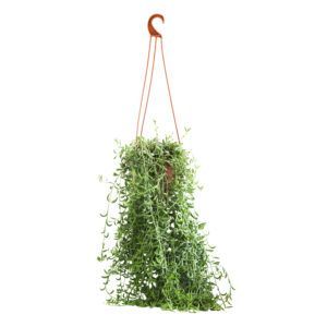 צמח סנציו בננה עם עלים ירוקים וארוכים בצורת בננה | צמח בית עמיד המתאים לגידול פנימי ומוסיף מראה טרופי לחלל