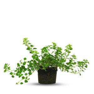 צמח אורגנו עם עלים ירוקים קטנים וריחניים | צמח תבלין לגידול ביתי ולבישול ים תיכוני