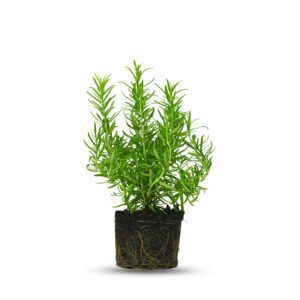 צמח רוזמרין זקוף עם עלים ירוקים וצרים | צמח תבלין עמיד המתאים לגידול ביתי ולשימוש בבישול