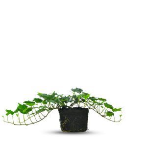 צמח קיסוס ירוק עם עלים בצורת לב וענפים מטפסים | צמח בית וגינה עמיד ונפוץ ככיסוי קירות