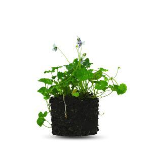 צמח סיגלית אוסטרלית עם פרחים סגולים עדינים ועלים ירוקים | צמח בית יפהפה המתאים לגידול פנימי