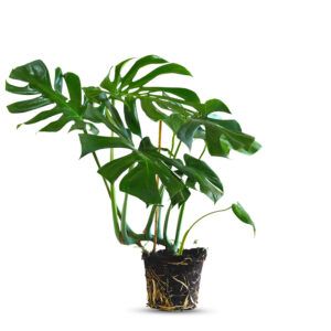 צמח מונסטרה עם עלים גדולים מחוררים בצבע ירוק כהה | צמח בית טרופי ופופולרי עם עלווה ייחודית