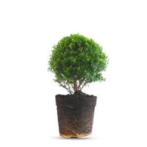 צמח הדס עם עלים ירוקים קטנים וצפופים | צמח מסורתי וריחני המתאים לגידול בבית ובגינה