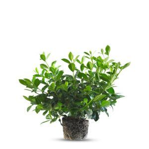 צמח גרדניה יסמינית עם פרחים לבנים וריחניים ועלים ירוקים כהים | צמח בית וגינה בעל ניחוח עדין ומראה אלגנט