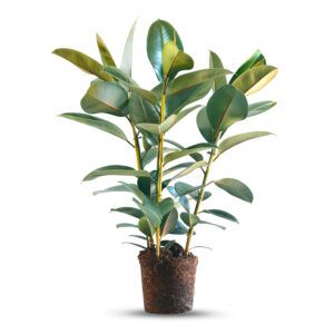 צמח פיקוס גומי עם עלים ירוקים כהים ומבריקים | צמח בית עמיד ופופולרי לגידול פנימי