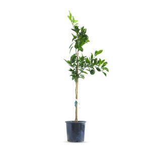 עץ תפוז וושינגטון עם פירות כתומים וקליפה עבה | עץ פרי הדר פופולרי לגידול בגינה עם פירות מתוקים ועסיסיים