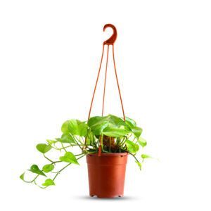 צמח פוטוס עם עלים ירוקים מנוקדים בגווני צהוב | צמח בית עמיד ופופולרי, מתאים לגידול פנימי כמטפס או משתפל