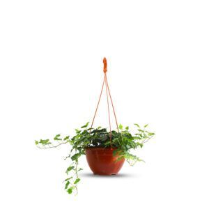 קיסוס ירוק מטפס על קיר, צמח עמיד שמתאים לגידול פנימי וחיצוני, נפוץ בשימוש בעיצוב גינות וברחובות