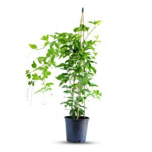 פסיפלורה פורחת עם פרחים ססגוניים בצבעים של סגול ולבן, צמח טרופי המתאפיין בפרי מתוק וטעים, מתאים לגידול בגינות או חממות