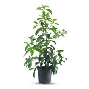 צמח מורן מבריק עם עלים ירוקים מבריקים ושוליים אדומים | צמח נוי דקורטיבי המתאים לגידול פנימי ובחוץ