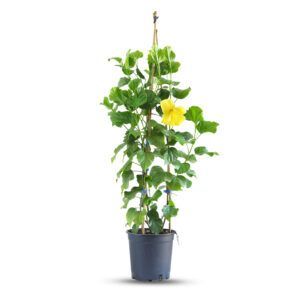 צמח היביסקוס עם פרחים גדולים בצבעים בוהקים ועלים ירוקים | צמח נוי טרופי המתאים לגידול בגינה ובחללים מוארים