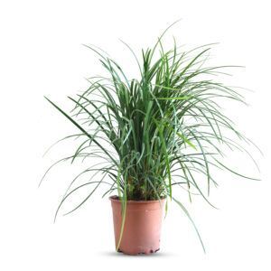 מח ליריופה עם עלים ירוקים ארוכים ופרחים סגולים קטנים | צמח נוי נמוך המתאים לגידול בגינה, עמיד וקל לטיפול