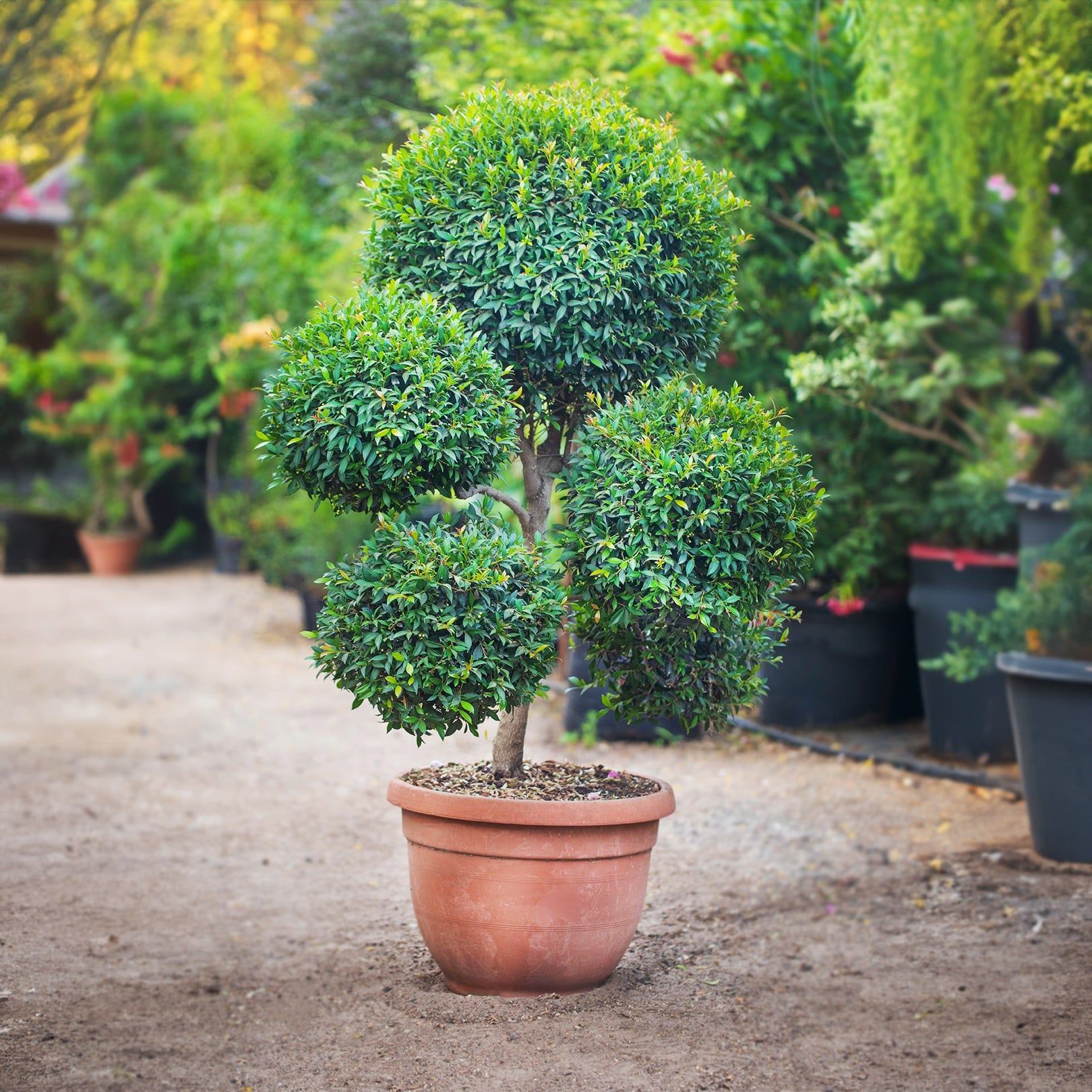 תמונה של עץ בגינה, כפתור שמוביל לדף עצי פרי ונוי עם מידע על סוגי עצים לגידול בגינה