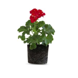 צמח גרניום זקוף אדום עם פרחים אדומים בוהקים ועלה ירוק, צמח נוי דקורטיבי המתאים לגידול בגינה ובמרפסת