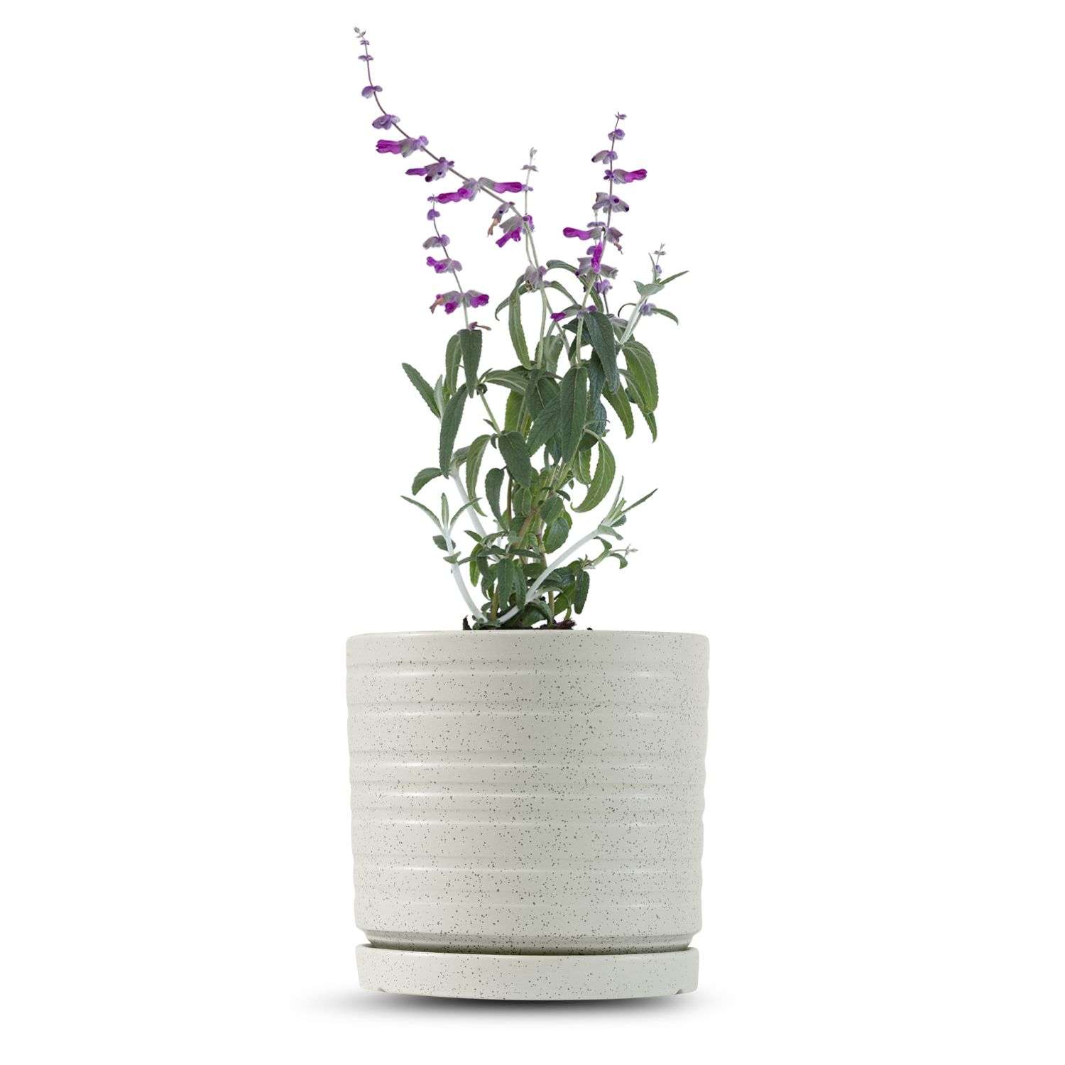 כלי שמנת נקודות