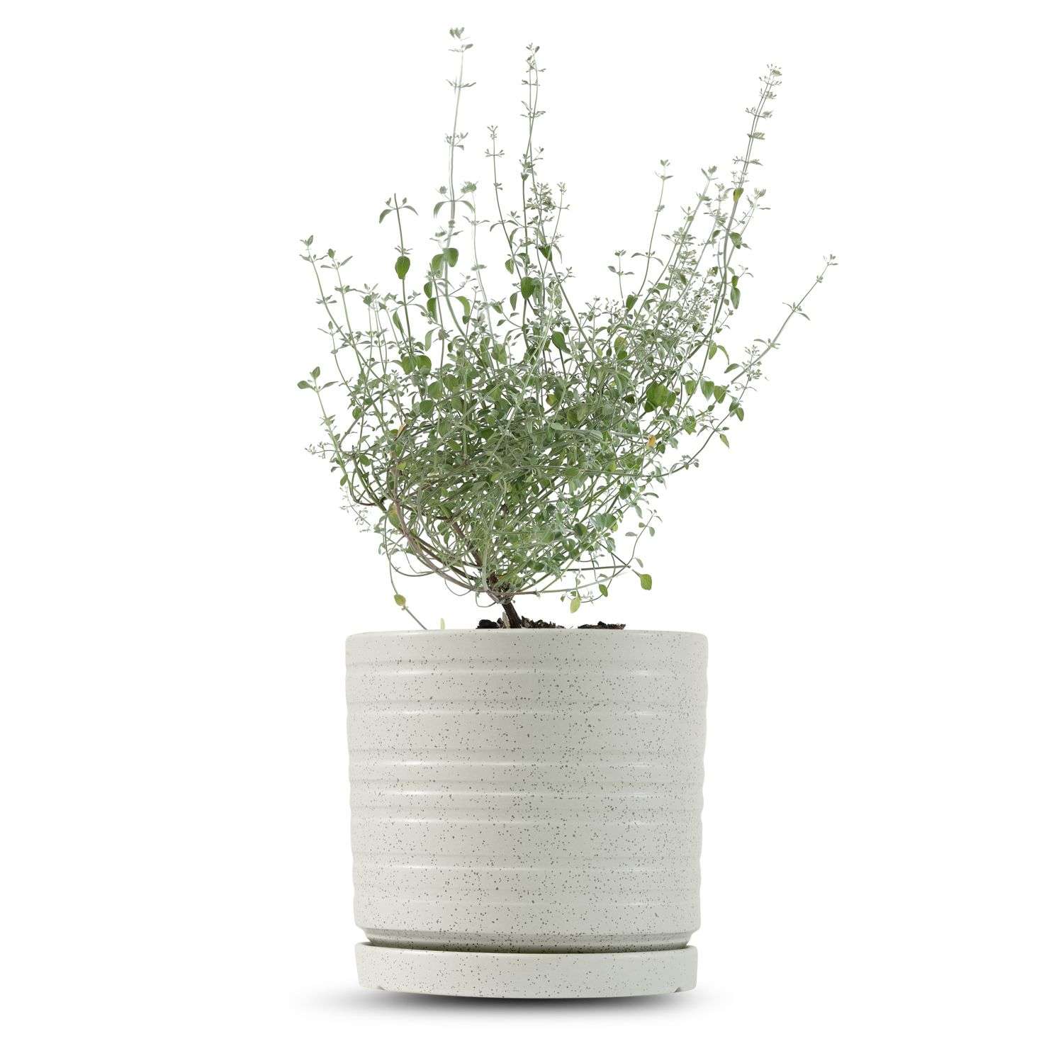 כלי שמנת נקודות